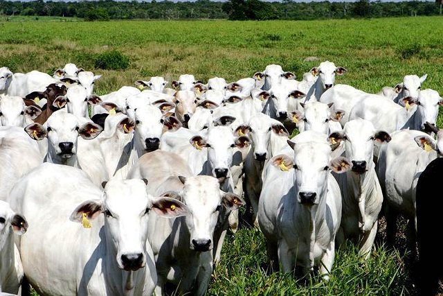 Cabeça de gado apreendidas na fazenda de Zé Lopes na Operação Ojuara Serão leiloadas