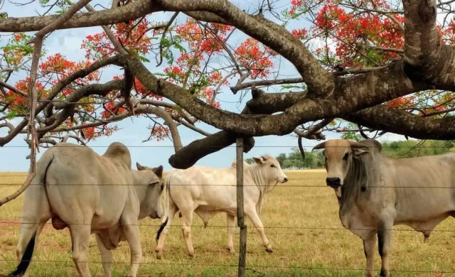 gado nelore fazenda periquitos gado nelore fazenda periquitos
