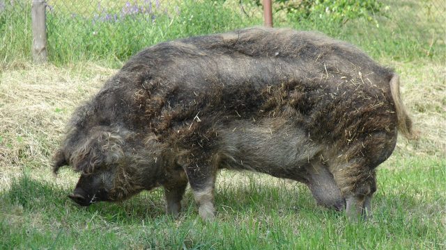 Raça mangalica, de origem húngara, foi desenvolvida no século 19 pelo cruzamento de porcos e javalis europeu (Crédito: Wikimedia Commons)