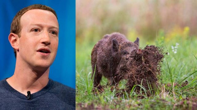 mark-zuckerberg-caza-1024x576