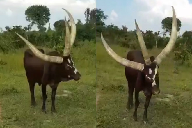 Boi com três chifres gigantes chama atenção! - Compre Rural