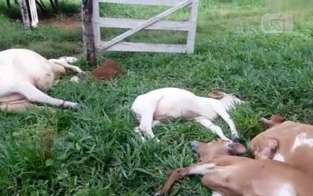 vaca-Raio mata uma vaca e seis bezerros em fazenda de Diorama — Foto: Reprodução