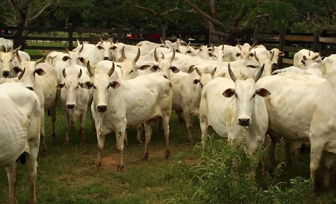 vacada linda no curral