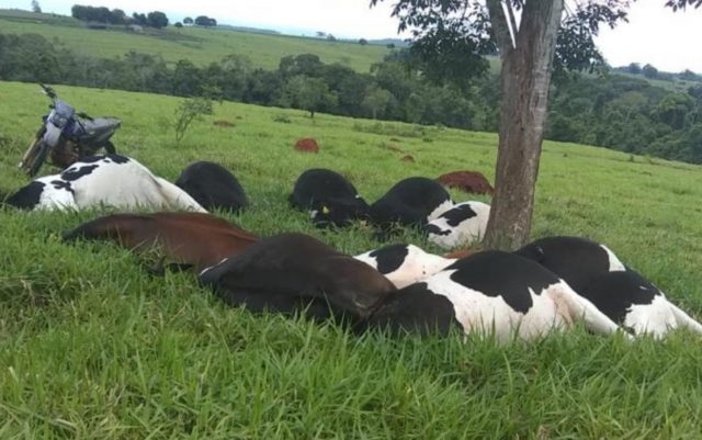 vacas raio goias