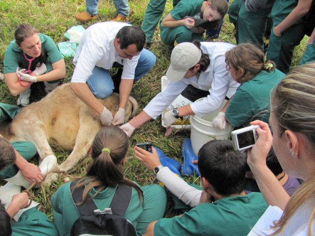 curso EAD veterinária