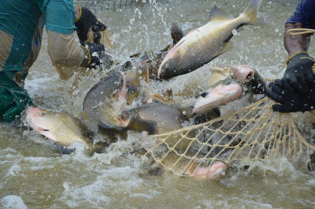 criação de peixes
