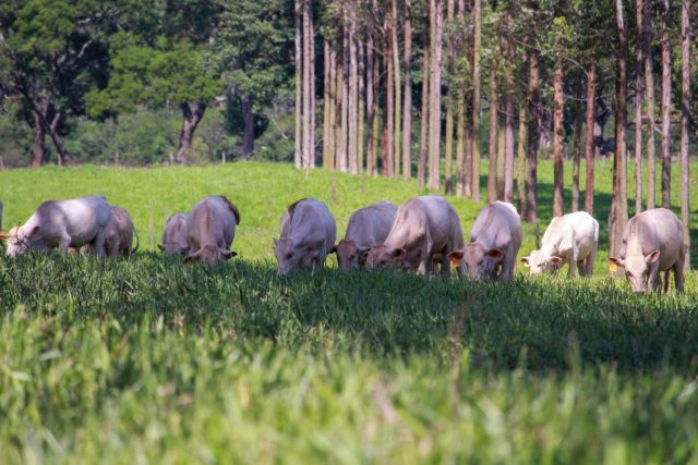 Bovinos de corte à sombra em sistema ILPF