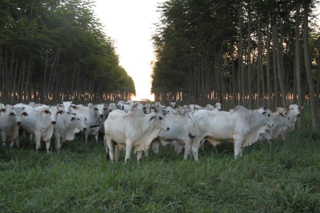iLPF gado de corte