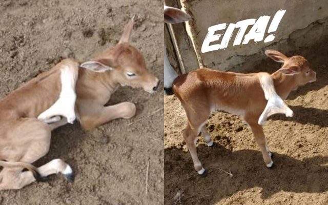 Bezerro-nasce-com-cinco-patas-em-fazenda-em-Flexeiras