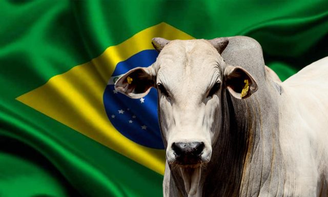 Boi Brasileiro