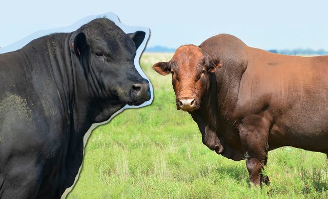 Brangus ou Bonsmara- qual gera mais heterose no cruzamento com Nelore