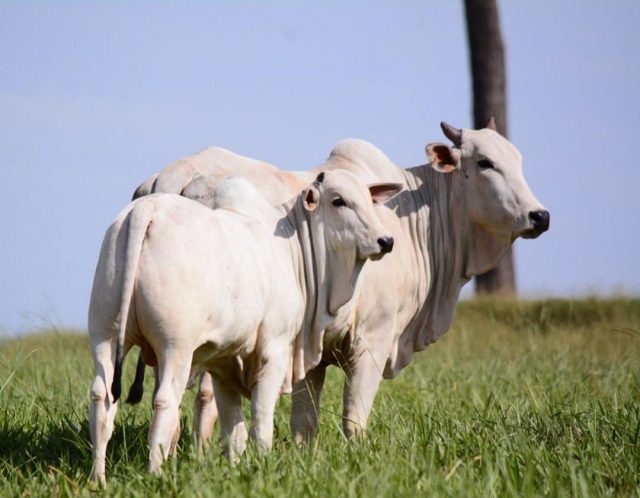 Fazenda Santa Nice - Vaca nelore com bezerro