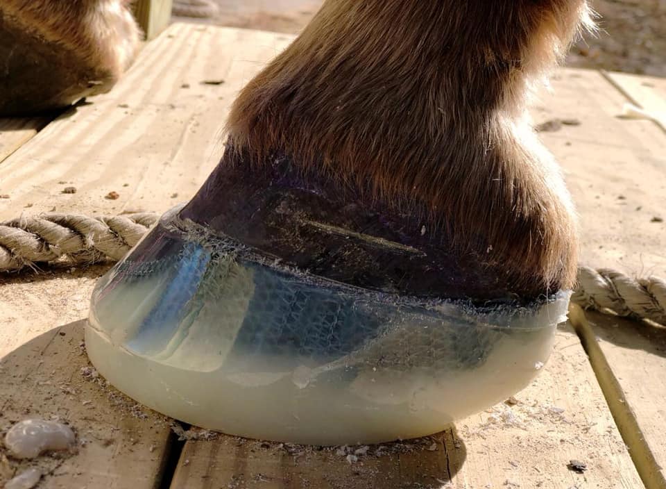 Os Cascos De Pá De Um Cavalo Sobre Um Obstáculo. O Cavalo Supera