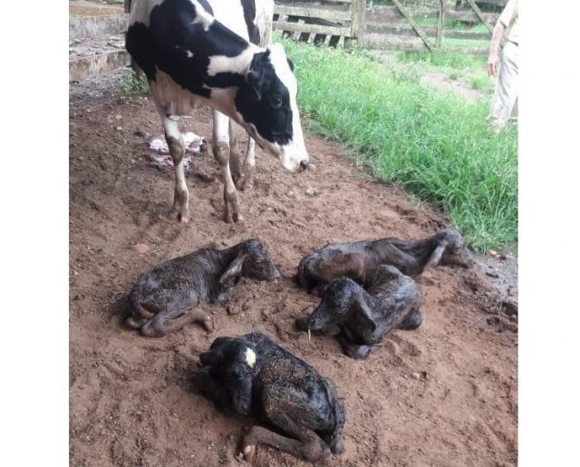novilha pare três fêmeas e um macho