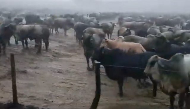 chuva no confinamento Campanelli