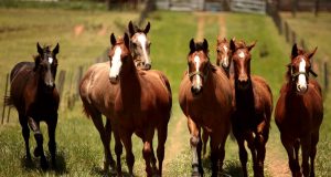 uso de células-tronco para tratar doenças em cavalos