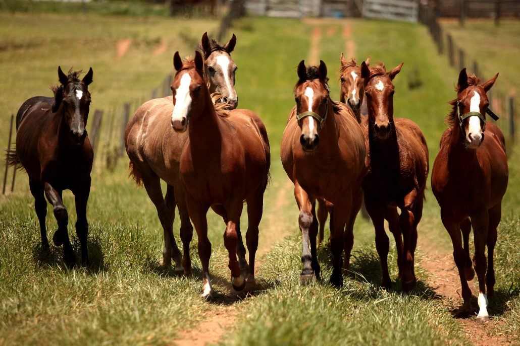 uso de células-tronco para tratar doenças em cavalos