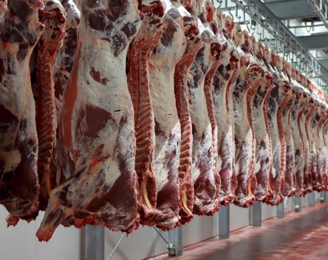 carcaca bovina no frigorifico