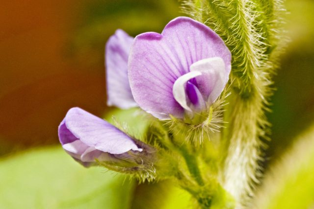 flor da soja