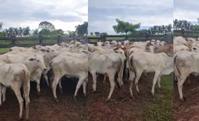 gado roubado na regiao de bauru
