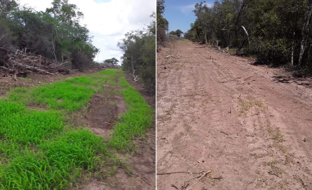 gafanhotos no paraguai