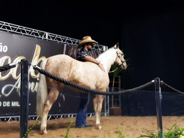 leilao cavalos quarto de milha