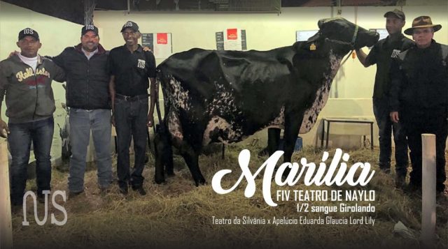 Recorde mundial em produção de leite, conheça!