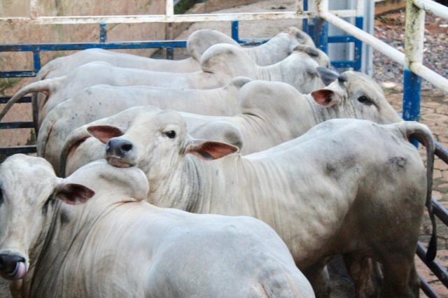 nelore super precoce grupo adir 4