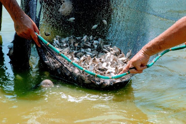 peixe de cultivo