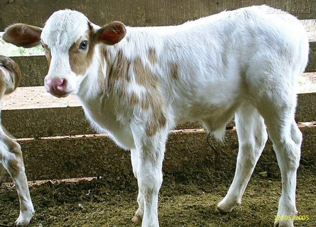 produção-de-vitelo