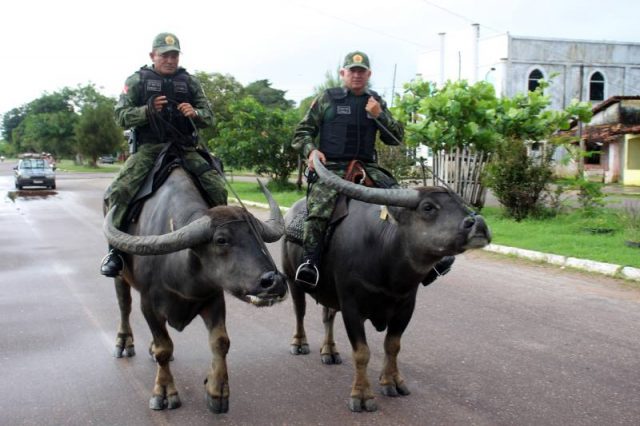 Foto: Polícia Militar / Ascom