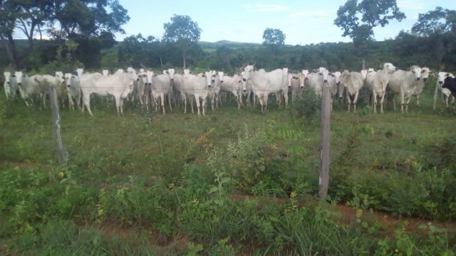 Animais estavam em fazenda em Natalândia — Foto: Polícia Militar / Divulgação