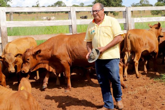 pecuarista reforma pasto e triplica produção