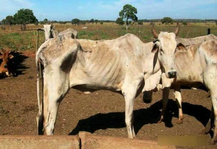 Capim mata cavalos e pode causar prejuízos - CompreRural