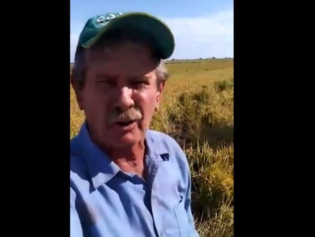 Vídeo de agricultor gaúcho revoltado com javalis viraliza na internet