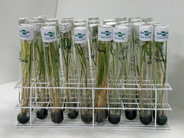 Produção rápida de mudas de cana de açúcar a partir da micropropagação
