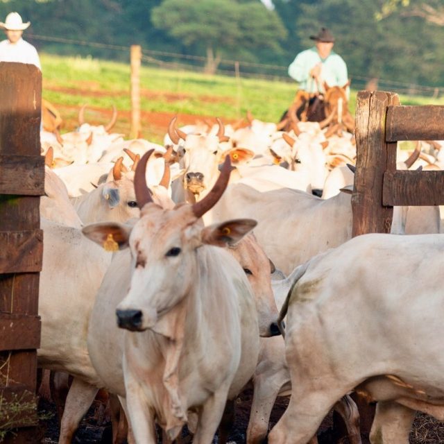 vacada nelore no cocho com pecuarista