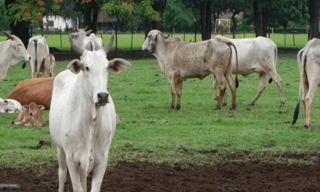 Bovino-rebanho-brucelose_destaque_PortalDBO