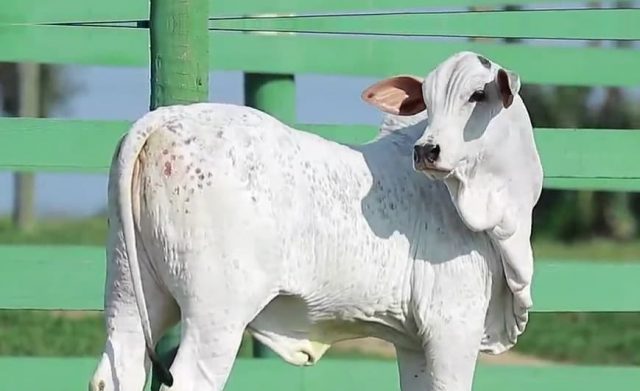 Dermatofilose em bovinos