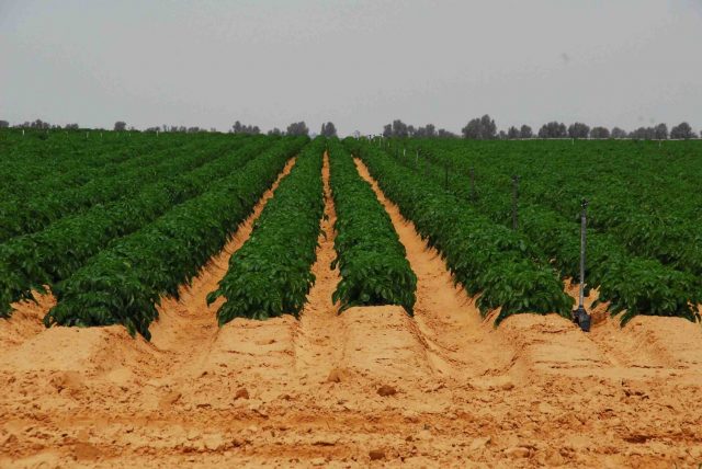 agricultura em Israel