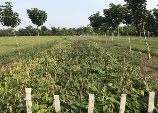 Plantio consorciado de seringueiras melhora renda de produtores familiares