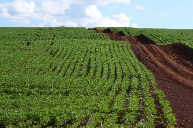 Plantio de soja na Fazenda Hoshino em Jataizinho