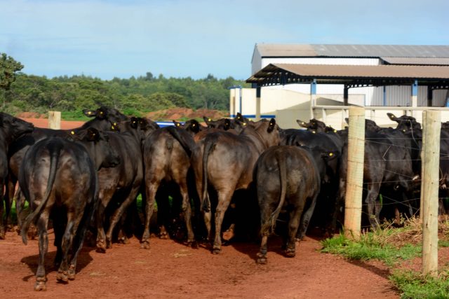 Confinamento e Boitel VFL BRASIL. Foto: Marcella Pereira