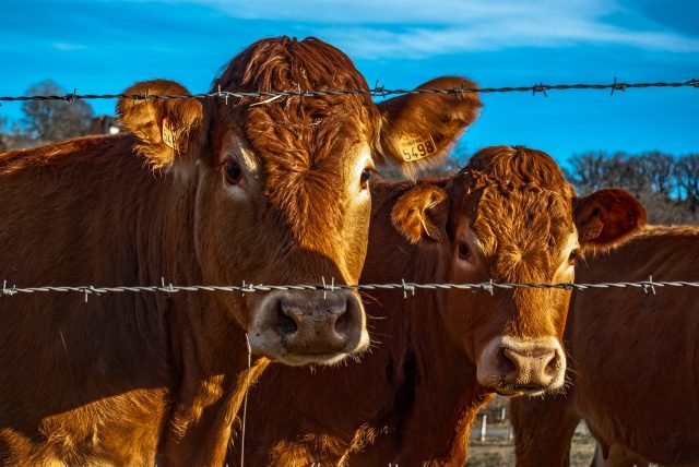 Warren Buffett: “Compre ações do tipo vaca de leite”