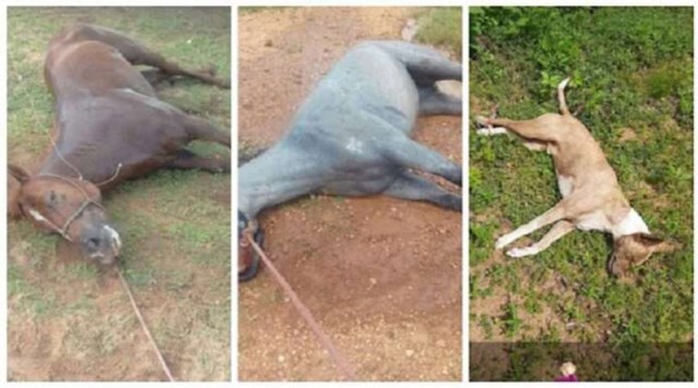 Ataque de abelhas mata cavalo, galinhas e deixa homem ferido em Juazeiro do  Norte, no Ceará, Ceará