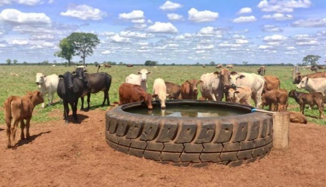 bebedouro-pneu-gigante-ecologico-duravel-rubber-tank