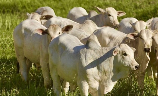 bezerrada nelore coisa fina fazenda santa nice bezerrada nelore coisa fina fazenda santa nice