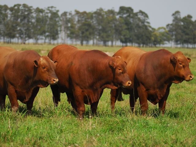 gado montana é mais resistente a carrapato