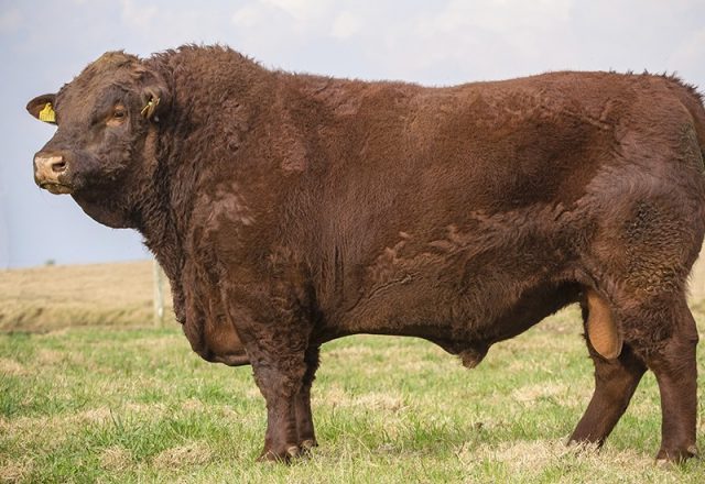 raca devon no brasil por agropecuaria arapari 3