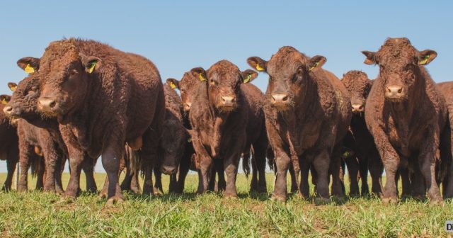 raca devon no brasil por agropecuaria arapari 4